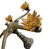 5 arms Art Deco / Art Nouveau / brass hanging lamp / Hand blown floral shades