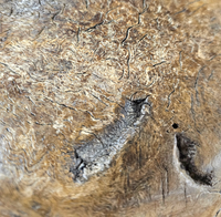 A substantial hand-hewn wooden bowl carved from a single burl section